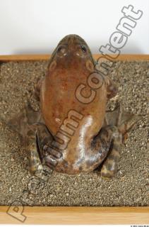 Bullfrog Rana catesbeiana 0051
